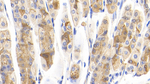 IFNA7 Polyclonal Antibody