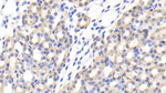 IFNA7 Antibody in Immunohistochemistry (Paraffin) (IHC (P))