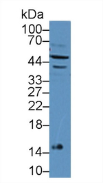 IFNA7 Antibody in Western Blot (WB)