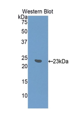 IFNA7 Antibody in Western Blot (WB)