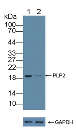 PLP2 Antibody in Western Blot (WB)