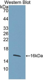 WISP1 Antibody in Western Blot (WB)