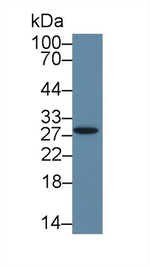 HMG4 Antibody in Western Blot (WB)