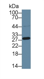 HMG4 Antibody in Western Blot (WB)