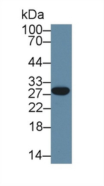 HMG4 Antibody in Western Blot (WB)