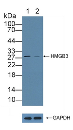 HMG4 Antibody in Western Blot (WB)