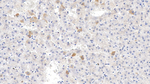 Endothelin 2 Polyclonal Antibody