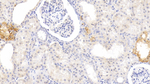 MTNR1A Antibody in Immunohistochemistry (Paraffin) (IHC (P))