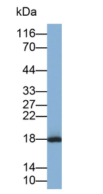 CXCL15 Antibody in Western Blot (WB)