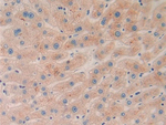 Ephrin A5 Antibody in Immunohistochemistry (Paraffin) (IHC (P))