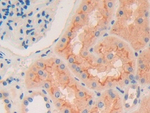 Ephrin A5 Antibody in Immunohistochemistry (Paraffin) (IHC (P))