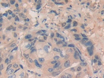 Ephrin A5 Antibody in Immunohistochemistry (Paraffin) (IHC (P))