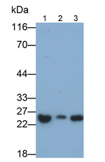 Ephrin A5 Antibody in Western Blot (WB)