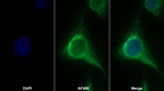 EMILIN1 Antibody in Immunocytochemistry (ICC/IF)