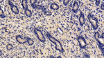 EMILIN1 Antibody in Immunohistochemistry (Paraffin) (IHC (P))
