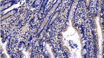 EMILIN1 Antibody in Immunohistochemistry (Paraffin) (IHC (P))
