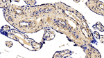 EMILIN1 Antibody in Immunohistochemistry (Paraffin) (IHC (P))
