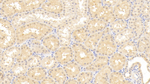 EMILIN1 Antibody in Immunohistochemistry (Paraffin) (IHC (P))