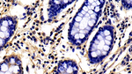 EMILIN1 Antibody in Immunohistochemistry (Paraffin) (IHC (P))