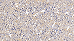 EMILIN1 Antibody in Immunohistochemistry (Paraffin) (IHC (P))