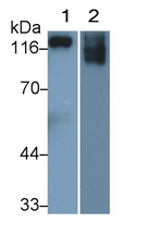 EMILIN1 Antibody in Western Blot (WB)