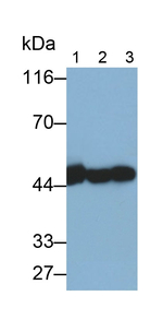 gamma Actin Antibody in Western Blot (WB)