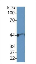 gamma Actin Antibody in Western Blot (WB)