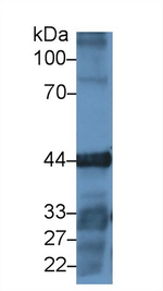 gamma Actin Antibody in Western Blot (WB)