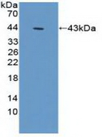 gamma Actin Antibody in Western Blot (WB)