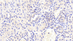 CXCL11 Polyclonal Antibody