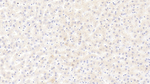 Calmodulin Polyclonal Antibody