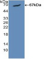 Calmodulin Antibody in Western Blot (WB)