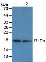 Calmodulin Antibody in Western Blot (WB)