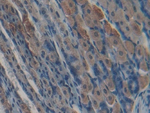 Kallikrein 5 Polyclonal Antibody
