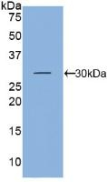 Kallikrein 5 Antibody in Western Blot (WB)