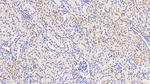 OSTM1 Polyclonal Antibody