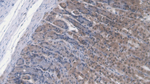 FMO2 Antibody in Immunohistochemistry (Paraffin) (IHC (P))
