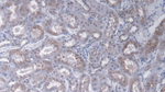 FMO2 Antibody in Immunohistochemistry (Paraffin) (IHC (P))