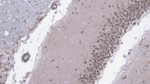 FMO2 Polyclonal Antibody