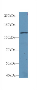 LARS Polyclonal Antibody