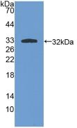 PKC iota Antibody in Western Blot (WB)