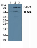 PKC iota Antibody in Western Blot (WB)