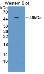 LARGE Polyclonal Antibody