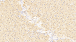 PGM5 Antibody in Immunohistochemistry (Paraffin) (IHC (P))