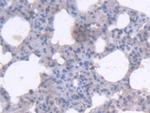 RHAG Antibody in Immunohistochemistry (Paraffin) (IHC (P))