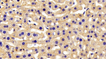 ABCA8 Antibody in Immunohistochemistry (Paraffin) (IHC (P))