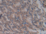 CD275 (B7-H2) Polyclonal Antibody