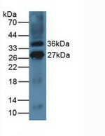 CD275 (B7-H2) Antibody in Western Blot (WB)