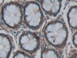 HFE2 Antibody in Immunohistochemistry (Paraffin) (IHC (P))