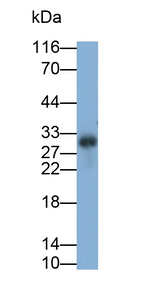 HFE2 Antibody in Western Blot (WB)